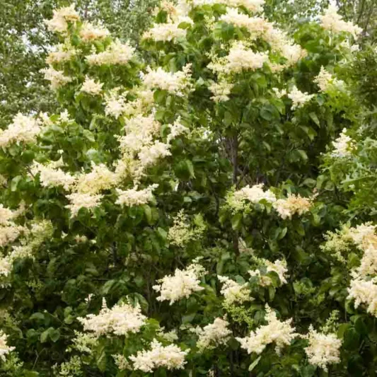 Syringa reticulata, Japanese Tree Lilac, Lilac Tree, Yellow Flowers, White Flowers, Fragrant Lilac