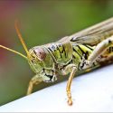 Grasshopper, Grasshoppers