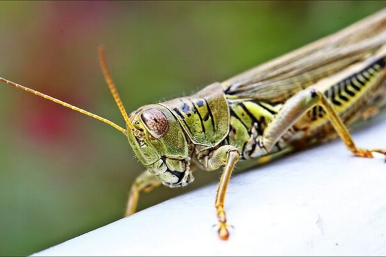 Grasshopper, Grasshoppers