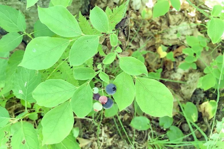Vaccinium pallidum, Blue Ridge Blueberry, Early Lowbush Blueberry, Hillside Blueberry, Dryland Blueberry, Late Lowbush Blueberry,