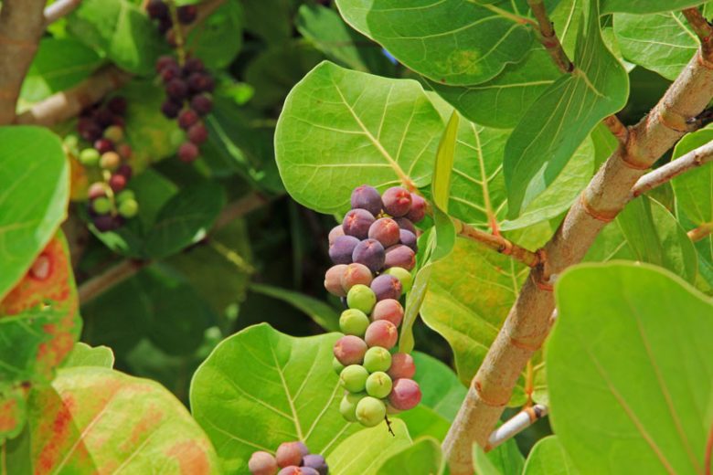 Coccoloba uvifera, Seagrape, Seaside-grape, Sea Grape, Polygonum uvifera, Florida Native Shrub, Florida Native Tree, Evergreen Shrub, Evergreen Tree