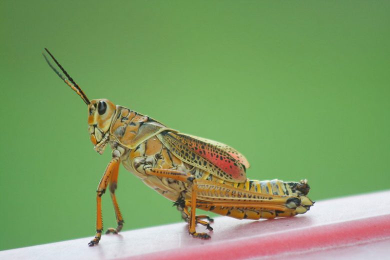 Grasshoppers - Prevention and Control