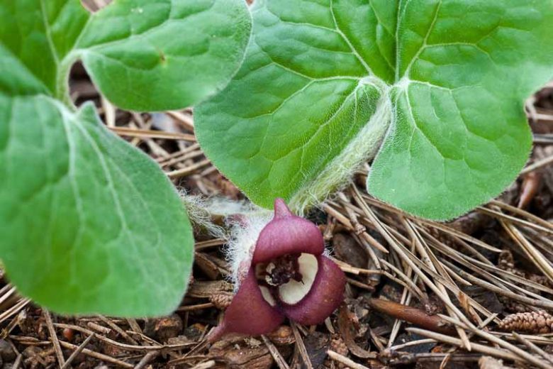 Asarum canadense, Canada Wild Ginger, Snake Root, Black Snakeweed, Canadian Snakeroot, Colic Root, False Crowfoot,  Ginger Root,  Heart-Leaf,  Pigs, Southern Snakeroot,  Southern Wild Ginger,  Vermont Snakeroot