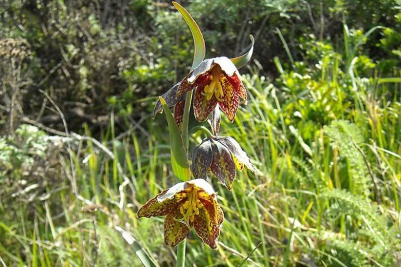 Fritillaria affinis, Checker Lily, Chocolate Lily, Mission Bells, Rice-Root Lily, California Native Plant, California Native Perennial