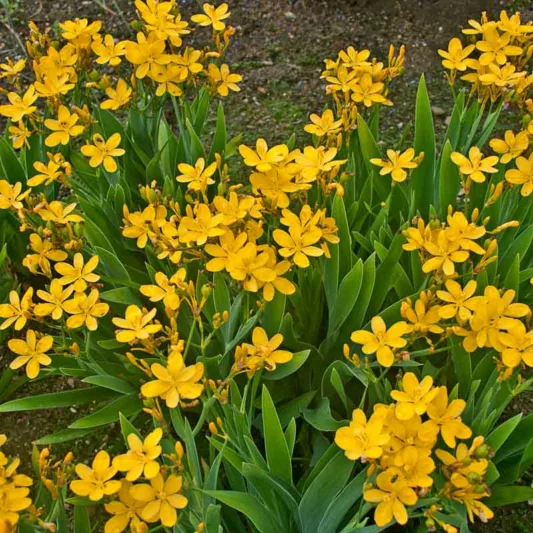 Iris domestica 'Hello Yellow', Blackberry Lily 'Hello Yellow', Belamcanda chinensis 'Hello Yellow', Yellow Iris, Yellow Flowers