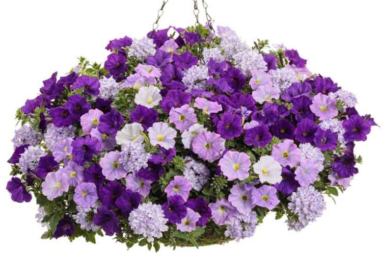 Petunia 'Supertunia Royal Velvet', Supertunia Royal Velvet Petunia, Mounding Petunia, Purple Petunia, Purple Flowers