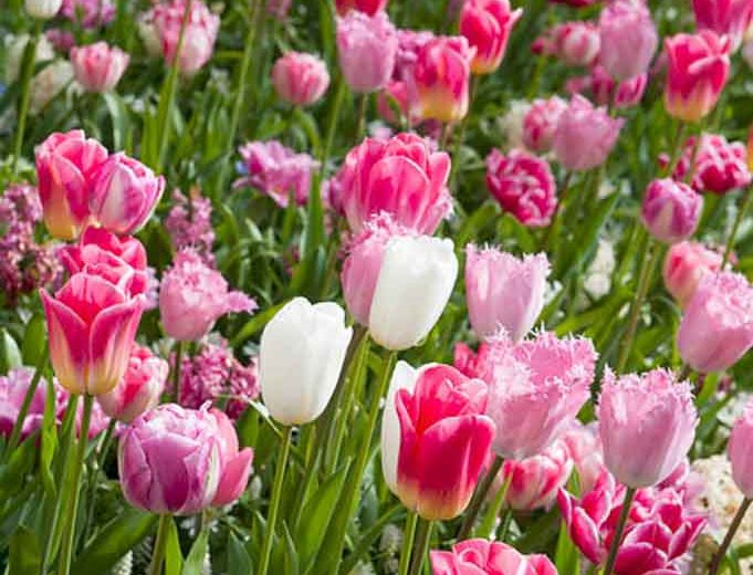Tulipa 'Cairo', Tulip 'Cairo', Triumph Tulip 'Cairo', Triumph Tulips, Spring Bulbs, Spring Flowers, Tulipe Cairo, Orange Tulip