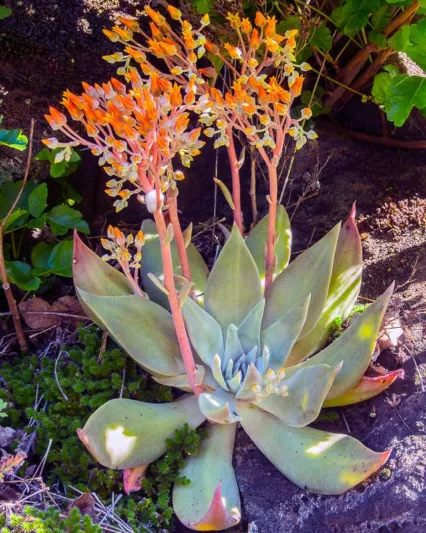 Dudleya cymosa, Canyon Dudleya, Canyon Live-forever, Canyon Liveforever, Dudleya, Rock Lettuce, California Native Succulent, California Native Plants