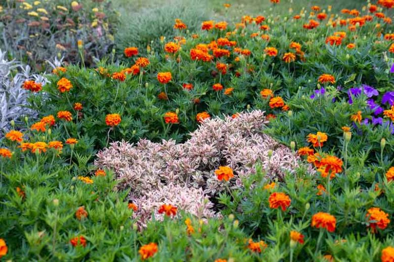 Tagetes Patula 'Konstance', French Marigold 'Konstance', Dwarf Marigold 'Konstance', Red Annuals, Orange Annuals, Summer Flowers