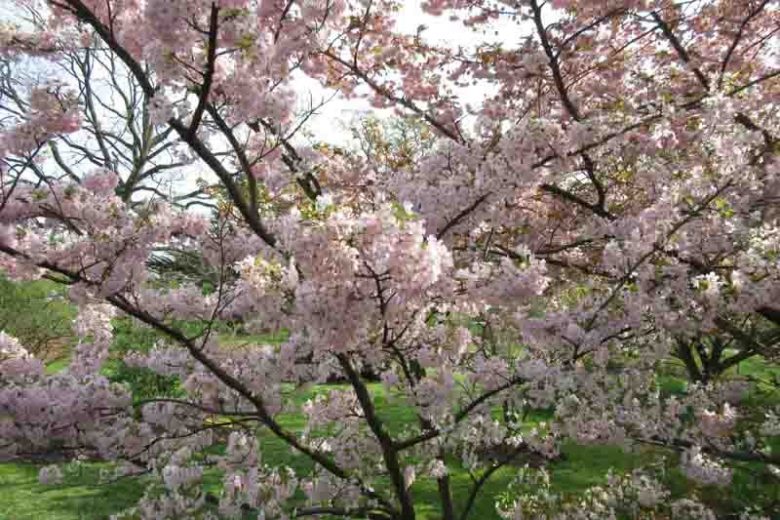 Higan Cherry, Cherry Blossom, Cherry Tree, Prunus subhirtella