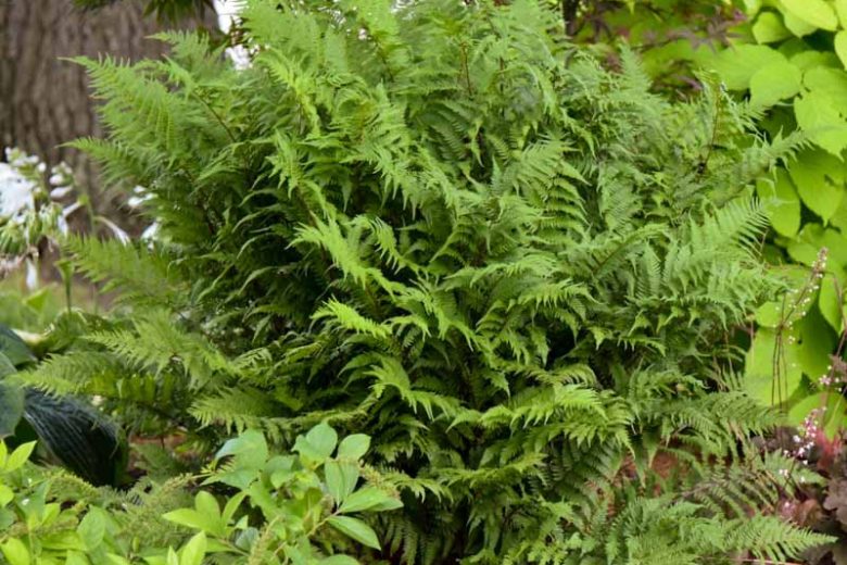 Athyrium Filix-Femina  'Lady in Red', Lady in Red Lady Fern, Athyrium angustum 'Lady in Red', Athyrium niponicum 'Lady in Red', Athyrium filix-femina subsp. angustum f. rubellum 'Lady in Red', Shade plants, shade perennial, plants for shade, plants for wet soil