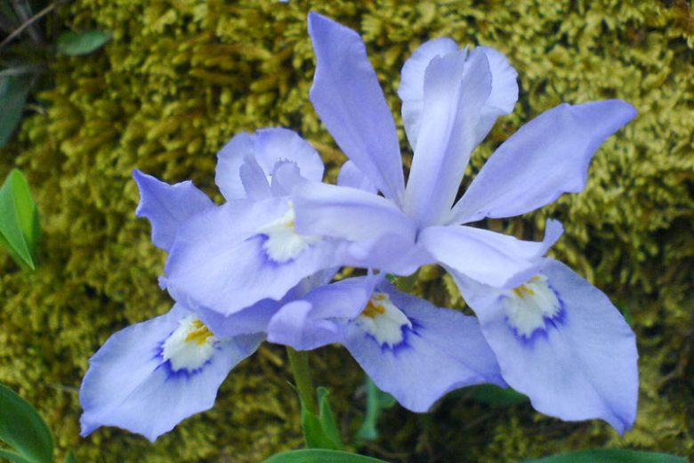 Iris verna, Dwarf Violet Iris, Vernal Iris, Dwarf Iris, North American Dwarf Iris, Spring-Flowering Iris, Early spring Iris,Purple flowers, Purple iris,Blue flowers, Blue iris