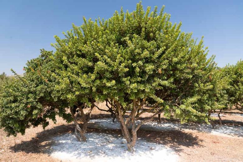 Pistacia lentiscus, Chios Mastic, Lentisco, Lentisk, Mastic, Mastic Tree, Mastic Resin Plant