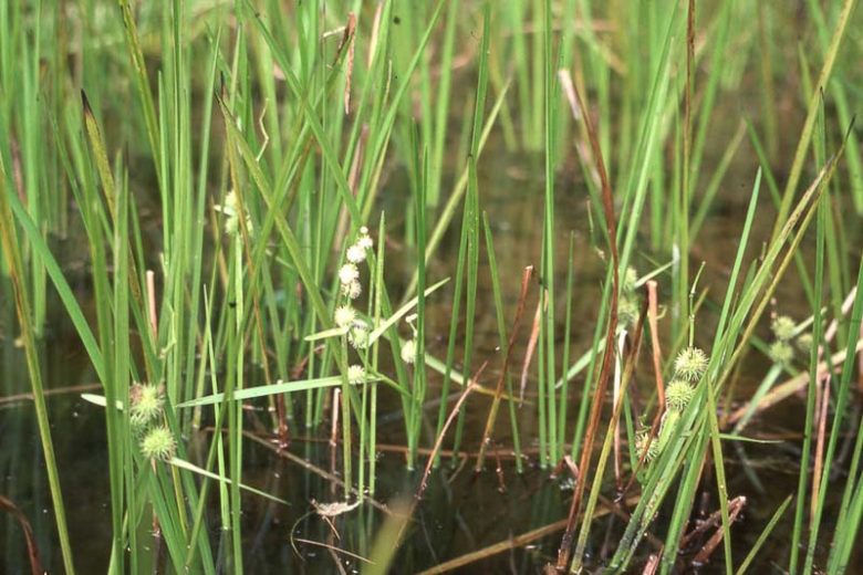Sparganium americanum, American Bur-Reed, Ornamental grasses, Ornamental grass, Decorative grasses, grasses, perennial grasses