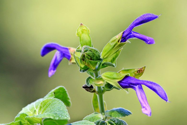 Salvia mexicana 'Limelight', Mexican sage 'Limelight', Yellow Sage, Yellow Salvia, Fragrant Sage