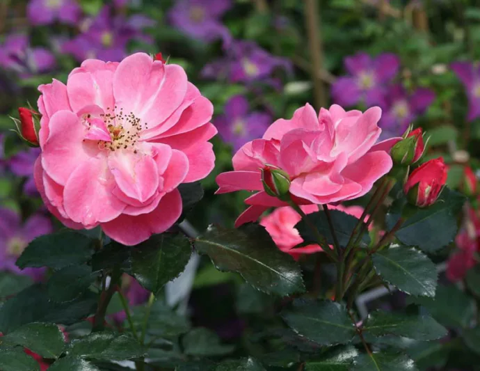 Rose Oso Easy Pink Cupcake, Rosa Oso Easy Pink Cupcake, Oso Easy Pink Cupcake Rose, Shrub Roses, Rose bushes, Garden Roses, Rosa 'Chewallbell', Pink Roses, Pink Flowers, Groundcover Rose