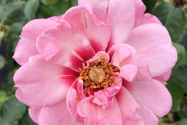 Rose Ringo Double Pink, Rosa Ringo Double Pink, Ringo Double PinkRose, Shrub Roses, Rose bushes, Garden Roses, Rosa 'ChewDelight', Pink Roses, Pink Flowers, Groundcover Rose,