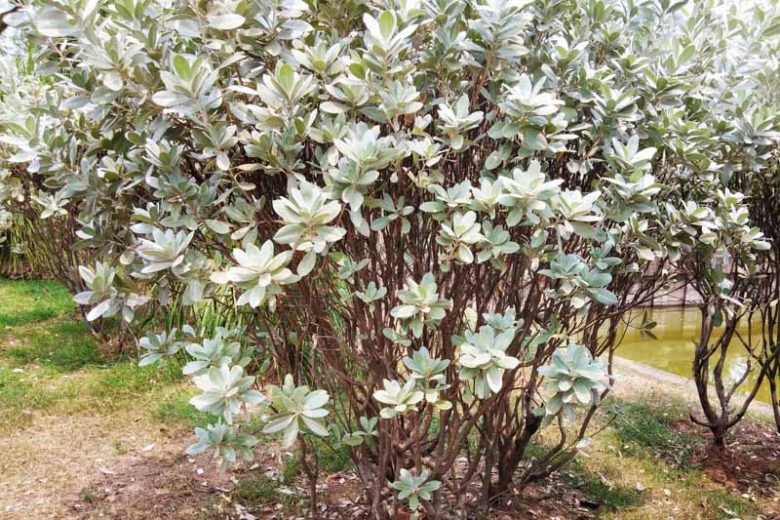 Conocarpus erectus, Button Mangrove, Buttonwood, Conocarpus erectus var. sericeus, Florida Native Shrub, Florida Native Tree, Evergreen Shrub, Evergreen Tree