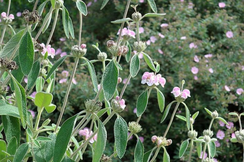 Phlomis italica, Balearic Island Sage, Italian Jerusalem Sage, Drought resistant perennials, Pink perennials, Lavender perennials