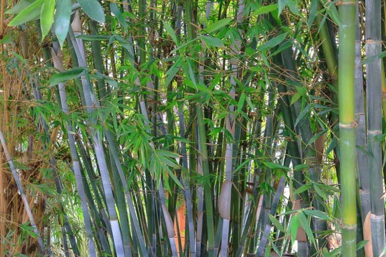 Bambusa chungii 'Barbelletta',Bambusa chungii 'Baby Blue', Clump-Forming Bamboo, Evergreen Bamboo, Shade plants, shade perennial, plants for shade, plants for wet soil