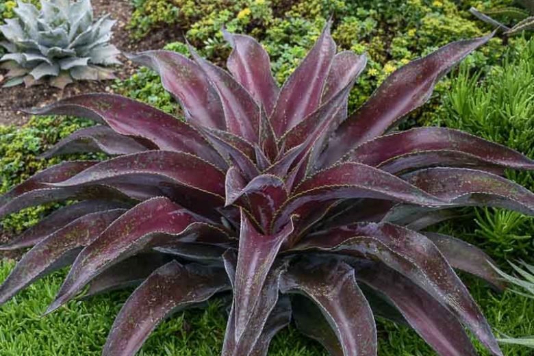 Mangave 'Mission to Mars', Mission to Mars Mangave, Mad About Mangave, Agave, Manfreda, Succulent Perennial, Evergreen Perennial, Red Mangave