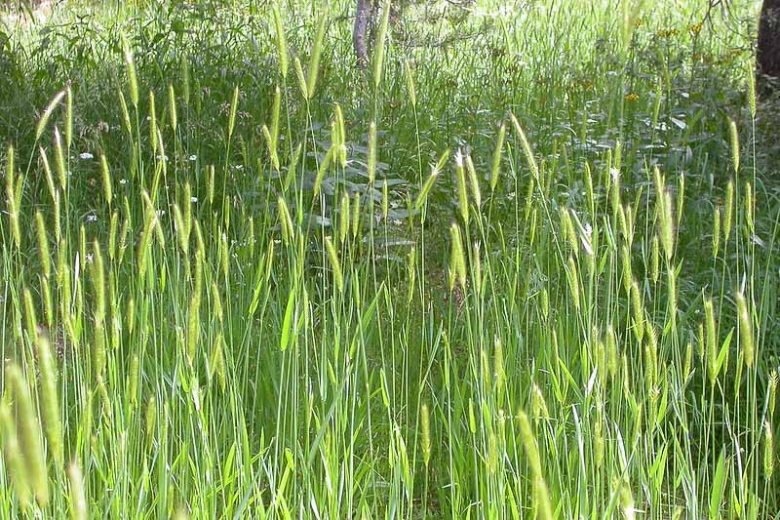 Hordeum brachyantherum, Meadow Barley, Ornamental Grass, Ornamental Grasses, Grasses, decorative Grasses, Perennial Grasses
