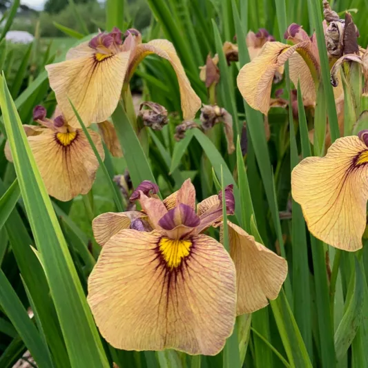 Iris pseudata 'Yarai', Iris pseudacorus, Iris ensata, Orange Iris, Flowers for wet soils, Plants for wet soils, Best Japanese Iris