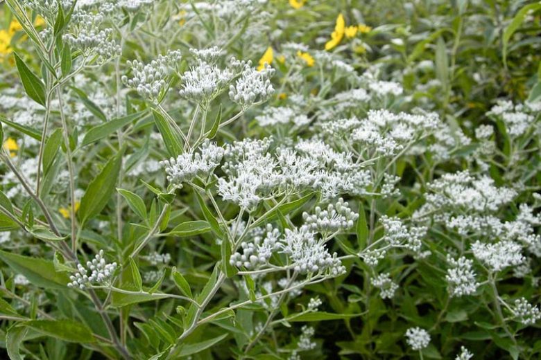 Eupatorium serotinum, Lateflowering Thoroughwort, White Boneset, Late Boneset, Late-flowering Boneset, White Flowers