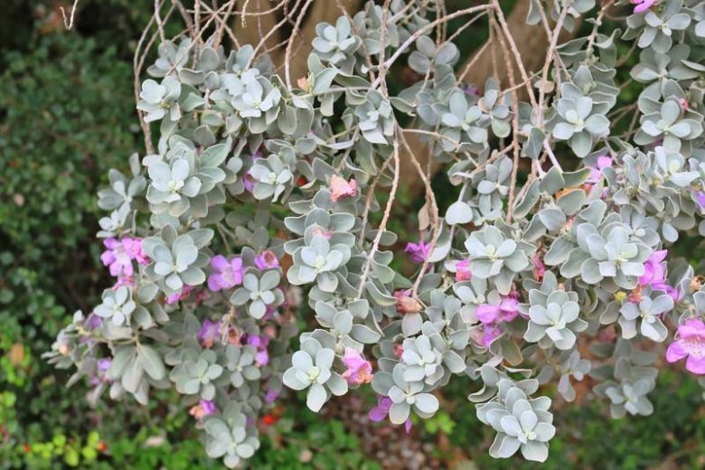 Leucophyllum frutescens,  Cenizo, Purple Sage, Texas Ranger, Texas Barometer Bush, Texas Silverleaf, Texas Sage, Silverleaf, Evergreen Shrubs, Purple Flowers