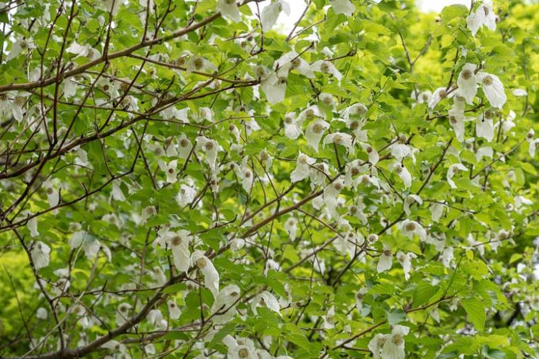 Davidia involucrata, Handkerchief Tree, Dove Tree, Ghost Tree, Pocket Handkerchief Tree, deciduous tree, White flowers