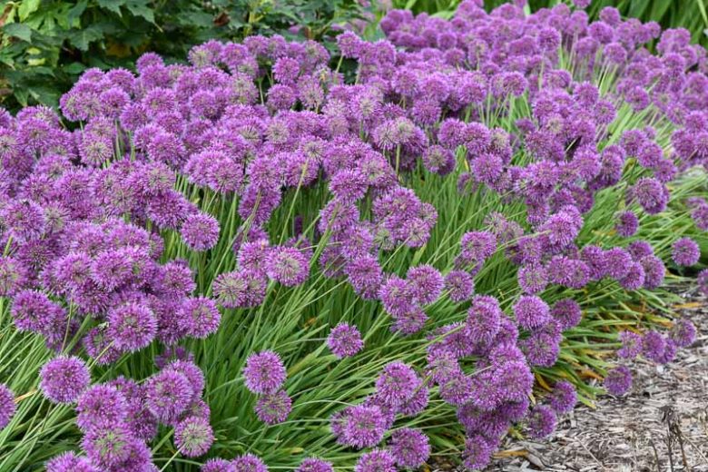 Allium 'Lavender Bubbles', Ornamental Allium, Purple flowers, Summer Purple Flowers
