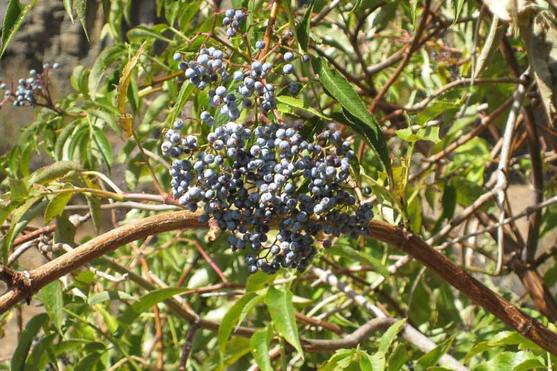 Sambucus nigra subsp. caerulea, Blue Elderberry, Blue Elder, Blueberry Elder, Mexican Elder, Arizona Elderberry, New Mexico Elderberry, Velvet-leaf Elderberry, Hairy Blue Elderberry, Sambucus caerulea