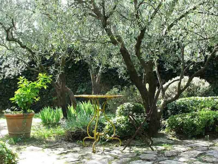 Provence. Garden, Olive Tree