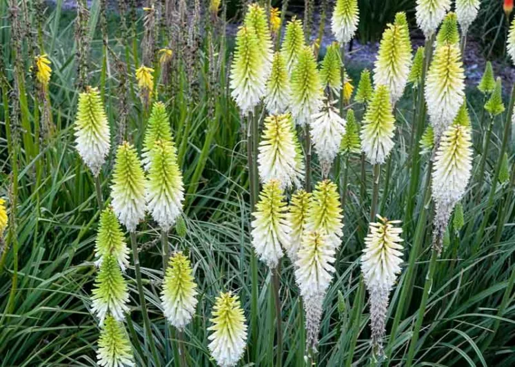 Kniphofia 'Lady Luck',Red Hot Poker 'Lady Luck', Poker Plant 'Lady Luck', Torch Lily 'Lady Luck', Tritoma 'Lady Luck', White flowers, White Kniphofia, White Red Hot Poker, White Poker Plant, White Torch Lily