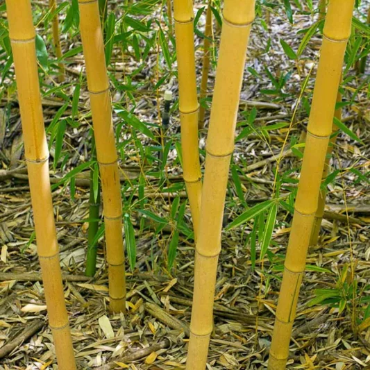 Phyllostachys bambusoides 'Holochrysa', Allgold Bamboo, Running Bamboo, Evergreen Bamboo, Shade plants, shade perennial, plants for shade, plants for wet soil