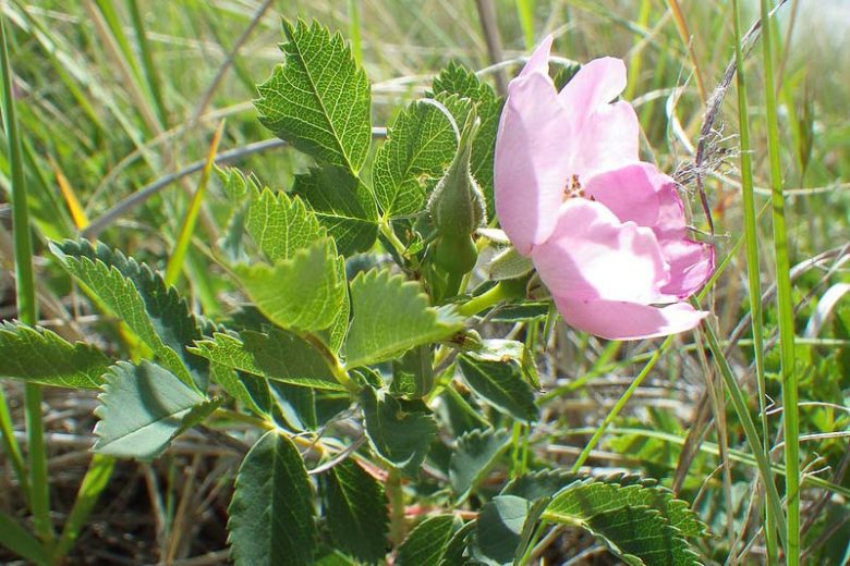 Rosa woodsii, Woods' Rose, Western Wild Rose, Wild Rose, Shrub Roses, Pink roses, Hardy roses