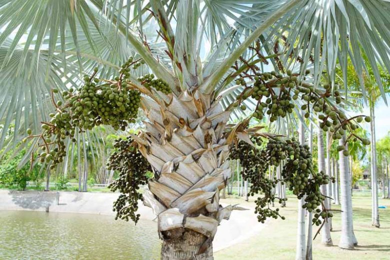 Bismarckia nobilis, Bismarck Palm, Drought tolerant tree, Tropical Plant, Palm Tree, Blue Palm Tree, Blue Palms