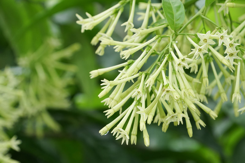 Cestrum nocturnum, Night-Blooming Jessamine, Night-Blooming Jasmine, Night-Blooming Cestrum, Raatrani, Fragrant Vine, Fragrant Shrub, White Flowers