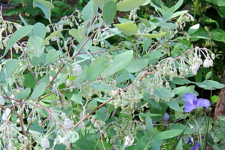 Zenobia pulverulenta, Honeycup, Dusty Zenobia, Zenobia cassinefolia, Shrub, Fall color