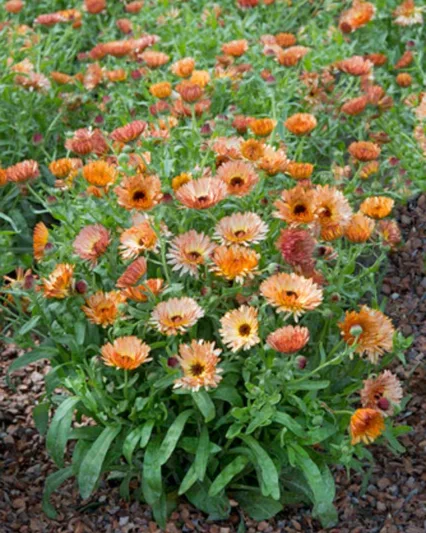 Calendula  officinalis 'Orange Flash', Pot Marigold Orange Flash, English Marigold Orange Flash, Orange Calendula, Orange Pot Marigold, Orange Marigold