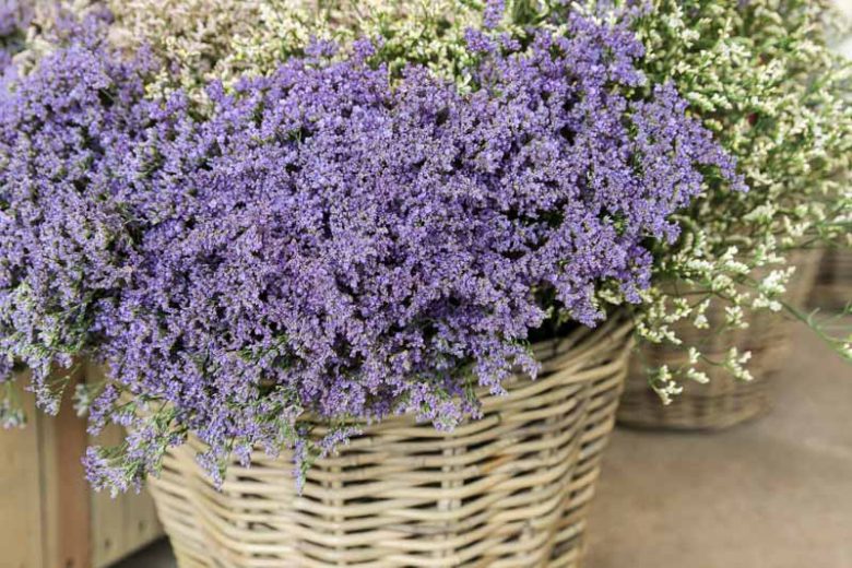 Limonium gmelinii, Siberian Statice, Purple Flowers, Drought tolerant flowers,