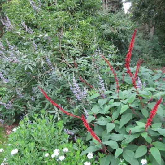 Salvia confertiflora, Sabra Spike Sage, Red Velvet Sage, Red salvia, Red sage