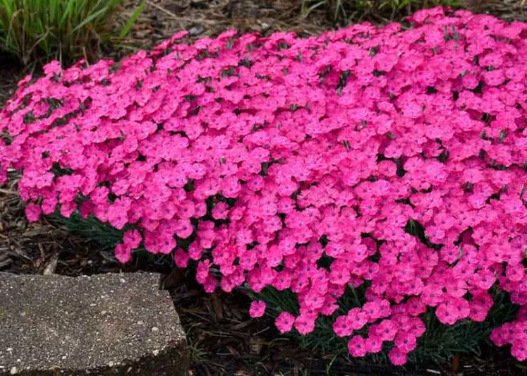 Dianthus 'Paint the Town Magenta', Pink 'Paint the Town Magenta', Paint the Town Magenta Pink, Paint the Town Series, Magenta Flowers, Magenta Dianthus, Magenta Garden Pink, Pink Flowers, Pink Dianthus, Pink Garden Pinks