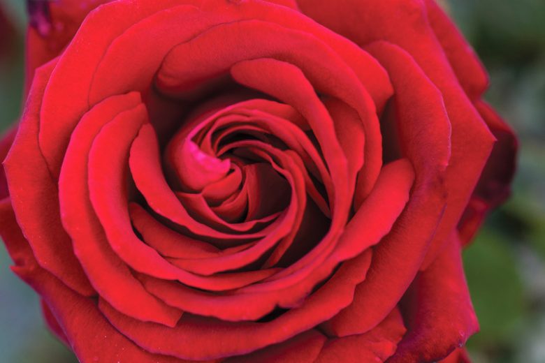 Rosa Ingrid Bergman, Rose Ingrid Bergman®, Rosa Love You Mum, Rosa 'POUlman', Hybrid Tea Roses, Shrub Roses,  Red roses, Red Hybrid Tea Roses,  Red Landscape Roses