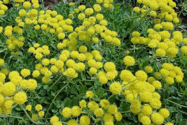 Eriogonum umbellatum,  Sulphur-Flower Buckwheat, Sulphur-Flower Wild Buckwheat, Sulphur Buckwheat, Sulphur Flower, Yellow Buckwheat