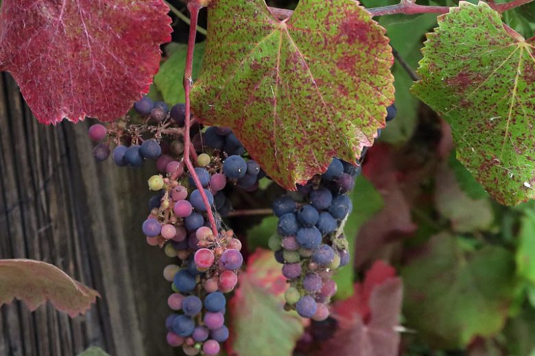 Vitis californica, California Grape, California Wild Grape, Western Wild Grape, Grape Vines, Fall color, Red Leaves, California Native Plants, California Native Shrubs