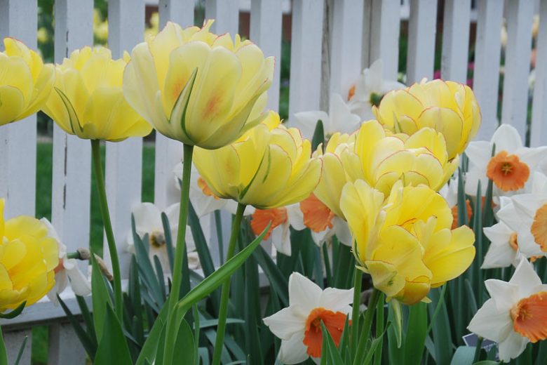 Tulipa 'Akebono', Tulip 'Akebono', Darwin Hybrid Tulip 'Akebono', Darwin Hybrid Tulips, Spring Bulbs, Spring Flowers, Yellow Tulip, Double Late Tulip