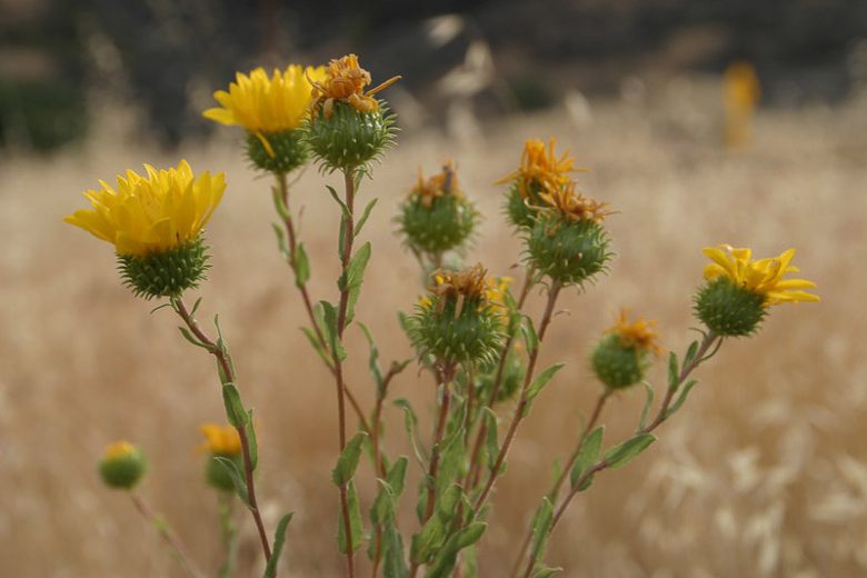 Grindelia camporum, Great Valley Gumweed, Yellow flowers, California Native Plants, California Native  Wildflowers, California Native Perennials