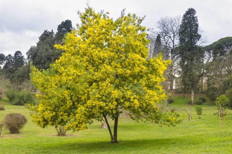 Acacia dealbata, Silver Wattle, Blue Wattle, Mimosa, Evergreen Tree, Evergreen Shrub, Yellow Flowers, Fragrant Shrub, Fragrant Tree