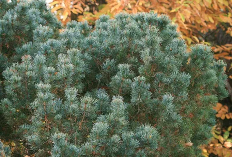 Pinus pumila 'Glauca', Dwarf Siberian Pine 'Glauca', Japanese Stone Pine 'Glauca', Glaucous Dwarf Siberian Pine, Evergreen Conifer, Evergreen Shrub, Dwarf Conifer